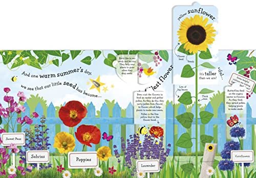 I can Grow a Sunflower – with Fun Flaps1