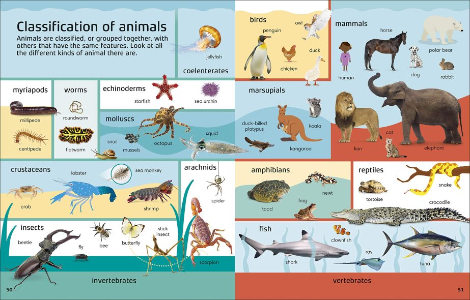 buy-1000-words-stem-dk-vocabulary-enrichment-book-in-pakistan