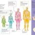 DK Find out! Human Body (Hardcover) DK Find out! Human Body (Hardcover)