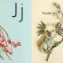Flora Forager ABC - Hardcover
