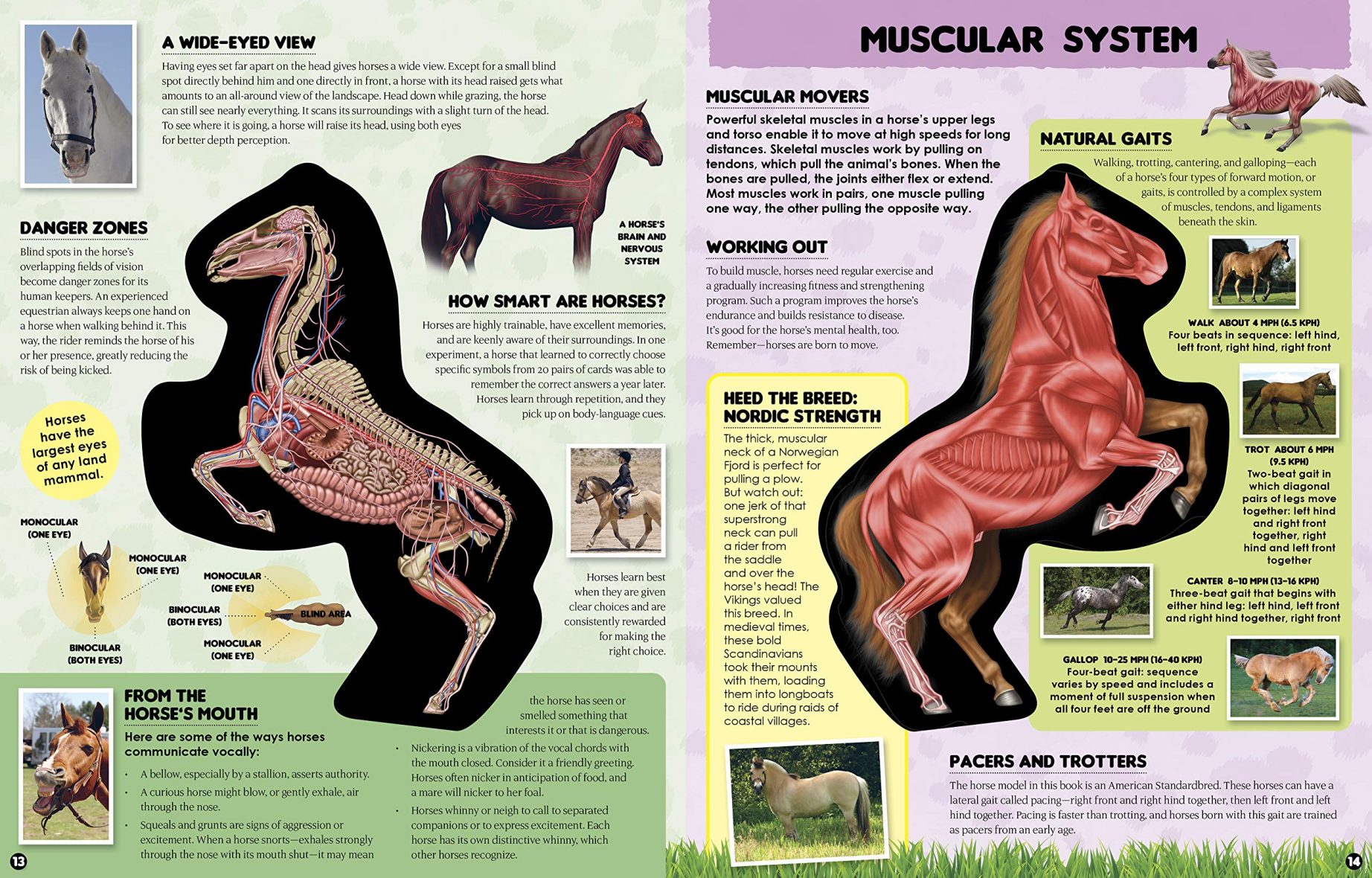 inside-out-horse-3