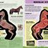 Inside Out Horse: The Inside Story on the Animal That's Born to Run! Inside Out Horse: The Inside Story on the Animal That's Born to Run!