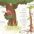 The Secret Life of Trees: Explore the forests of the world, with Oakheart the Brave