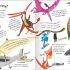 Curious Question Answers about Prehistoric Animals Curious Question Answers about Prehistoric Animals