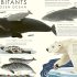 Frozen Planet II - Journey to the Frozen Frontiers: Explore the Wonders of Our Icy Planet with Spine-Tingling Tales from BBC Earth