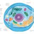 Thirty Trillion Cells: How Your Body Really Works - Hardcover