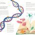 Thirty Trillion Cells: How Your Body Really Works - Hardcover