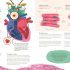 Thirty Trillion Cells: How Your Body Really Works - Hardcover