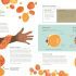 Thirty Trillion Cells: How Your Body Really Works - Hardcover