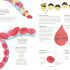 Thirty Trillion Cells: How Your Body Really Works - Hardcover