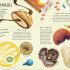 Humongous Fungus - The weird and Wonderful Kingdom of Fungi