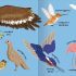 Big Words for Little Experts: Animals Big Words for Little Experts: Animals