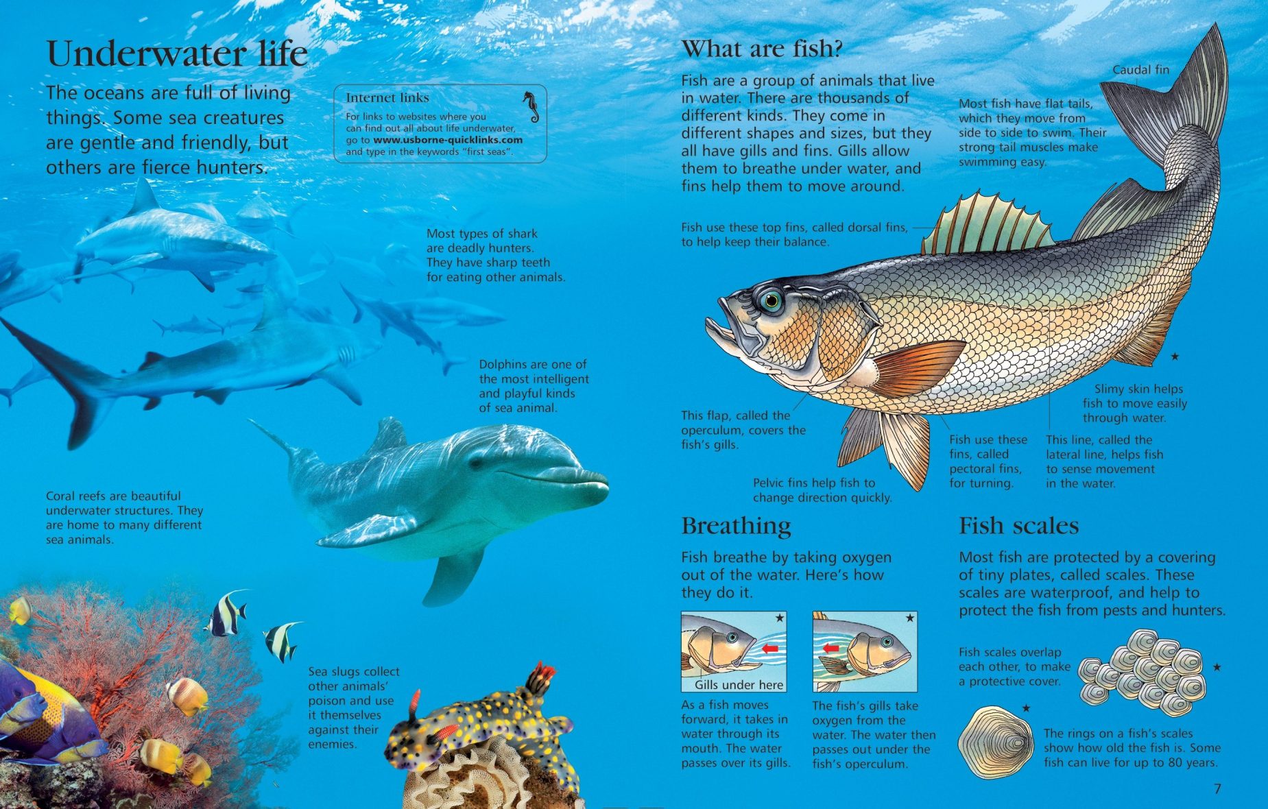 usborne-first-encyclopedia-of-seas-and-oceans-1