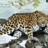 Cover Damaged - Through the Animal Kingdom: Discover Amazing Animals and Their Remarkable Homes Cover Damaged - Through the Animal Kingdom: Discover Amazing Animals and Their Remarkable Homes